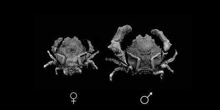 Petalomera pulchra, Colin Mclay McLay, C.L. (1993) Crustacea Decapoda: the sponge crabs (Dromiidae) of New Caledonia and the Philippines with a review of the genera