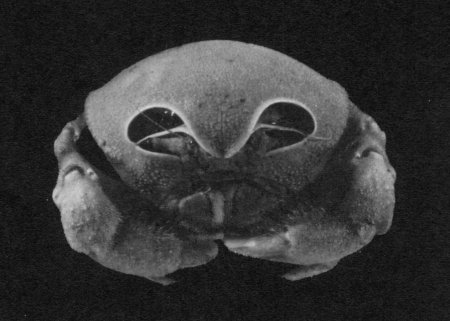 Sphaerodromia brizops, Denis Serette McLay, C.L. and A. Crosnier (1991) Description of a new and unusual species of Sphaerodromia (Brachyura, Dromiidae) from the Seychelles Islands