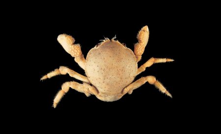 Sphaerodromia ducoussoi, Tin-Yam Chan 上傳(TaiBNET)