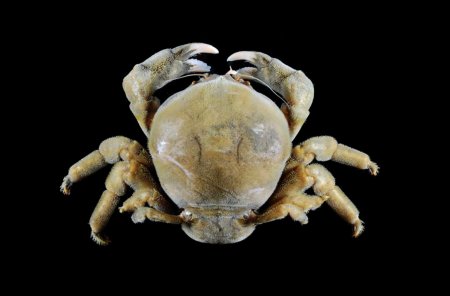 Sphaerodromia kendalli, Tin-Yam Chan 上傳(TaiBNET)