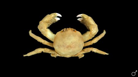 Sphaerodromia kendalli, Ondřej Radosta