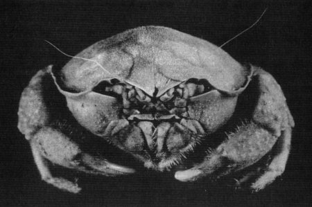 Sphaerodromia lamellata, Jacques Rebière Crosnier, A. (1994) Sphaerodromia lamellata, espèce nouvelle de Nouvelle-Calédonie (Decapoda Brachyura, Dromiidae)