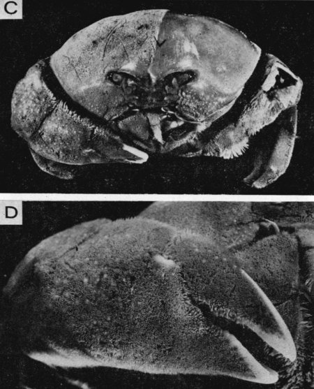 Sphaerodromia nux, L. Maman Lewinsohn, C. (1984) Dromiidae (Crustacea, Decapoda, Brachyura) from Madagascar and the Seychelles