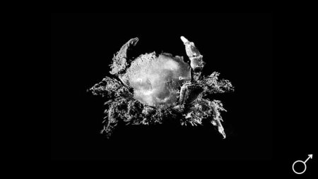 Stebbingdromia plumosa, Colin Mclay McLay, C.L. (1993) Crustacea Decapoda: the sponge crabs (Dromiidae) of New Caledonia and the Philippines with a review of the genera