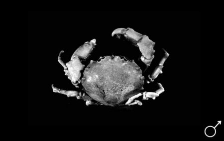 Stimdromia foresti, Colin Mclay McLay, C.L. (1993) Crustacea Decapoda: the sponge crabs (Dromiidae) of New Caledonia and the Philippines with a review of the genera