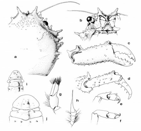 Takedromia longispina, Colin Mclay McLay, C.L. (1993) Crustacea Decapoda: the sponge crabs (Dromiidae) of New Caledonia and the Philippines with a review of the genera