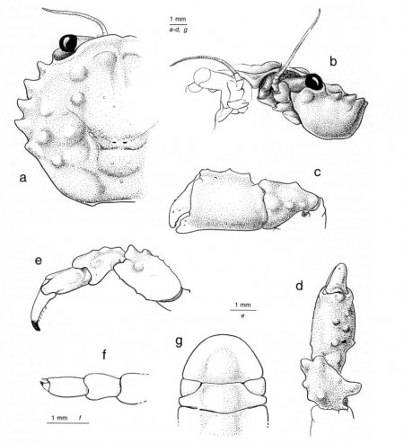Dynomene filholi, Colin Mclay McLay, C.L. (1999) Crustacea Decapoda: revision of the family Dynomenidae. In: Crosnier, A. (ed.) Résultats des Campagnes MUSORSTOM, Volume 20. Mémoires du Muséum national d’Histoire naturelle. Vol. 180. Paris