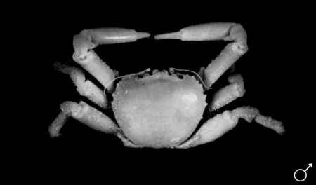 Dynomene kroppi, Colin Mclay McLay, C.L. (2001) Dynomenidae and Dromiidae (Decapoda, Brachyura) from Guam, Philippine Islands, Tonga and Samoa