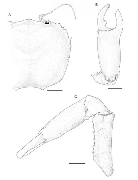 Dynomene kroppi, Colin Mclay McLay, C.L. (2001) Dynomenidae and Dromiidae (Decapoda, Brachyura) from Guam, Philippine Islands, Tonga and Samoa