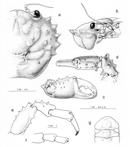 Dynomene pilumnoides, Colin Mclay McLay, C.L. (1999) Crustacea Decapoda: revision of the family Dynomenidae. In: Crosnier, A. (ed.) Résultats des Campagnes MUSORSTOM, Volume 20. Mémoires du Muséum national d’Histoire naturelle. Vol. 180. Paris