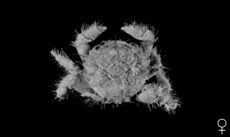 Dynomene pilumnoides, Colin Mclay McLay, C.L. (1999) Crustacea Decapoda: revision of the family Dynomenidae. In: Crosnier, A. (ed.) Résultats des Campagnes MUSORSTOM, Volume 20. Mémoires du Muséum national d’Histoire naturelle. Vol. 180. Paris