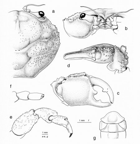 Dynomene praedator, Colin Mclay McLay, C.L. (1999) Crustacea Decapoda: revision of the family Dynomenidae. In: Crosnier, A. (ed.) Résultats des Campagnes MUSORSTOM, Volume 20. Mémoires du Muséum national d’Histoire naturelle. Vol. 180. Paris