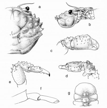Hirsutodynomene ursula, Colin Mclay McLay, C.L. (1999) Crustacea Decapoda: revision of the family Dynomenidae. In: Crosnier, A. (ed.) Résultats des Campagnes MUSORSTOM, Volume 20. Mémoires du Muséum national d’Histoire naturelle. Vol. 180. Paris
