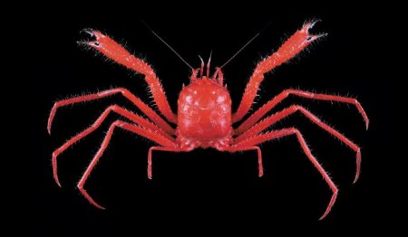 Lamoha longirostris, Tin-Yam Chan 上傳(TaiBNET)