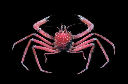 Lamoha murotoensis, Tin-Yam Chan 上傳(TaiBNET)