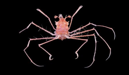 Latreillopsis tetraspinosa, Tin-Yam Chan 上傳(TaiBNET)