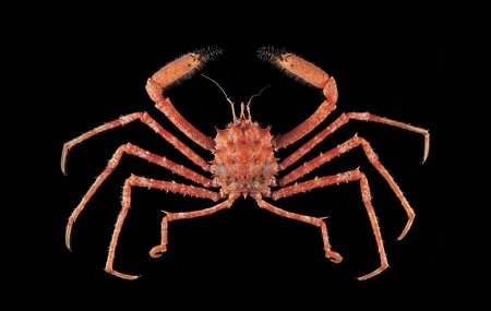 Moloha majora, Tin-Yam Chan 上傳(TaiBNET)