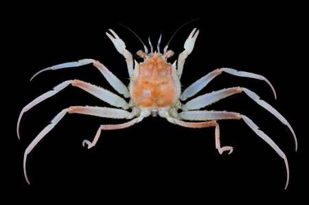 Paromolopsis boasi, Tin-Yam Chan National Taiwan Ocean University