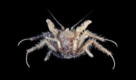 Homolodromia kai, Tin-Yam Chan 上傳(TaiBNET)