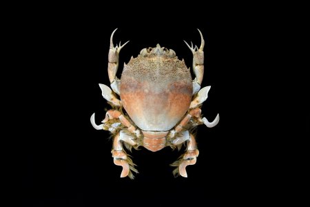 Flaberhina balabacensis, Ondřej Radosta