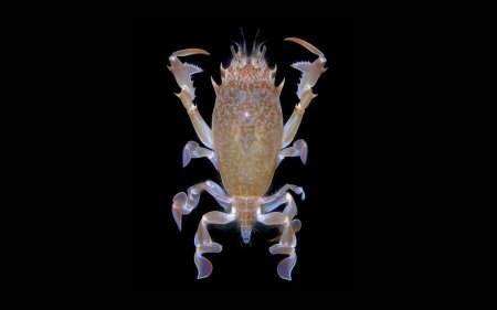 Raninoides benedicti, Arthur Anker