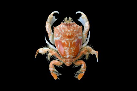 Umalia misakiensis, Ondřej Radosta