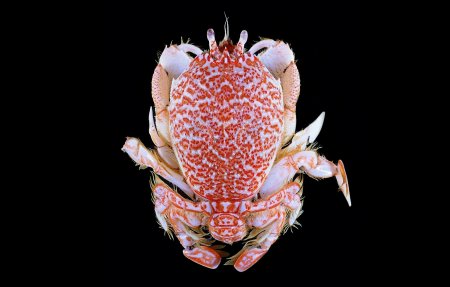 Umalia orientalis, Tin-Yam Chan 上傳(TaiBNET)