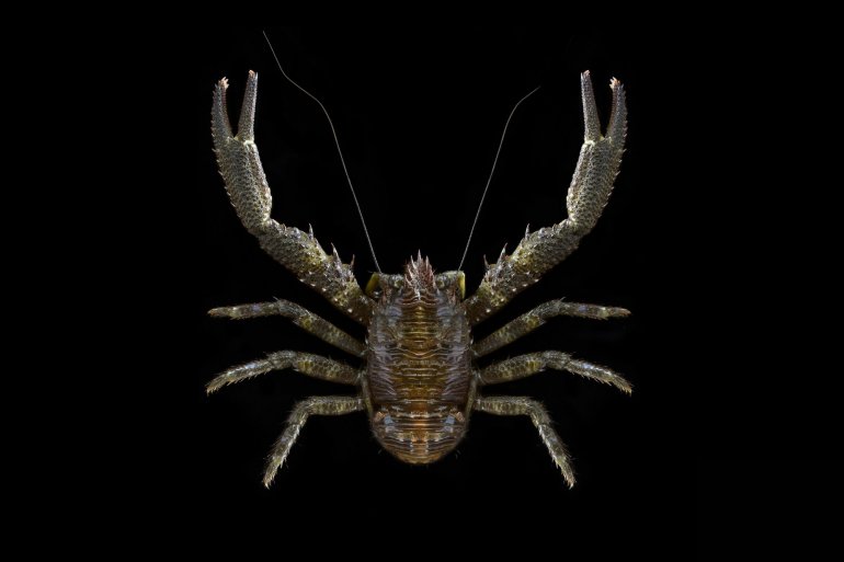 Galathea squamifera, Ondřej Radosta