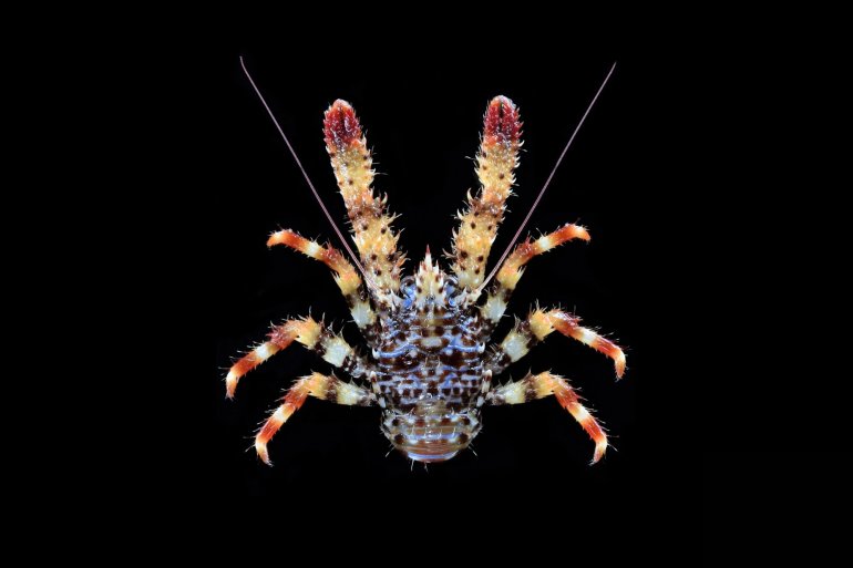 Galathea strigosa, Ondřej Radosta