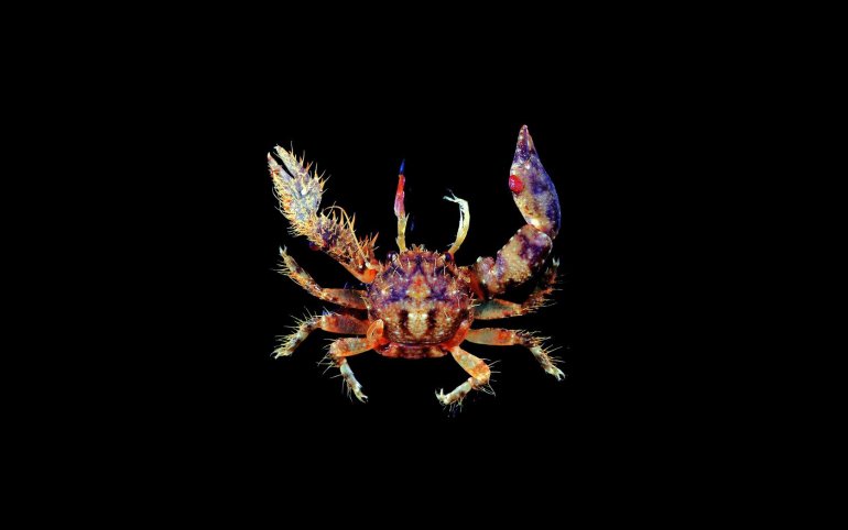 Aliaporcellana pygmaea, Tin-Yam Chan 上傳(TaiBNET)