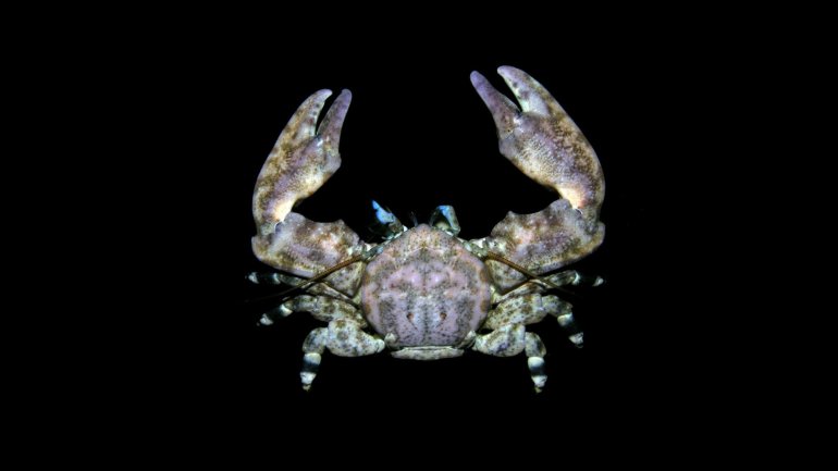 Allopetrolisthes angulosus, Arthur Anker