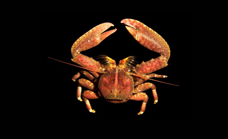 Liopetrolisthes patagonicus, Juan Antonio Baeza