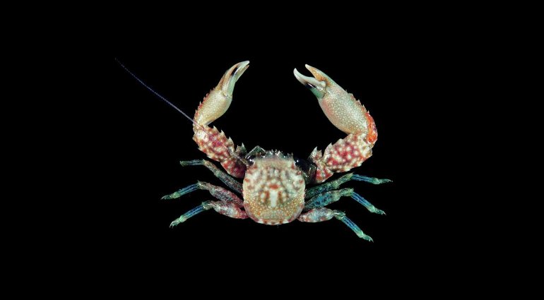 Lissoporcellana spinuligera, Tin-Yam Chan 上傳(TaiBNET)