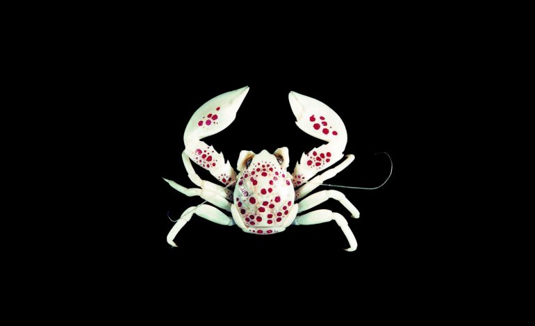 Neopetrolisthes maculatus, Tin-Yam Chan 上傳(TaiBNET)