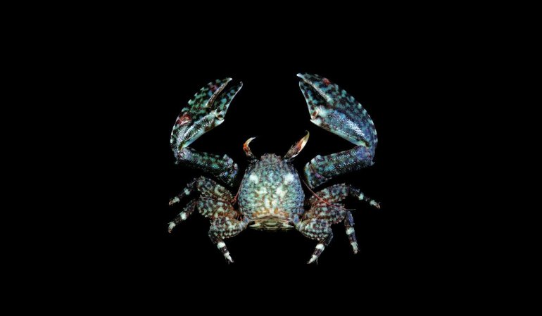 Novorostrum indicum, Tin-Yam Chan 上傳(TaiBNET)