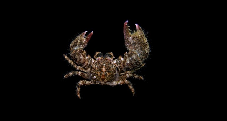 Pachycheles panamensis, Arthur Anker