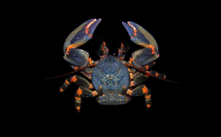 Petrolisthes laevigatus, Arthur Anker
