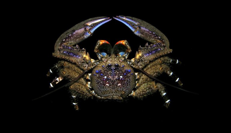 Petrolisthes tuberculatus, Arthur Anker