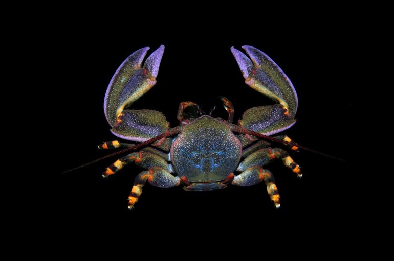 Petrolisthes violaceus, Arthur Anker