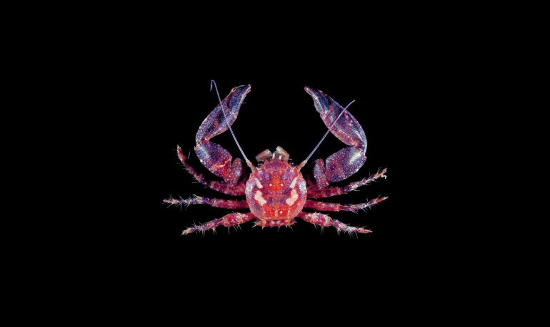 Pisidia serratifrons, Tin-Yam Chan 上傳(TaiBNET)