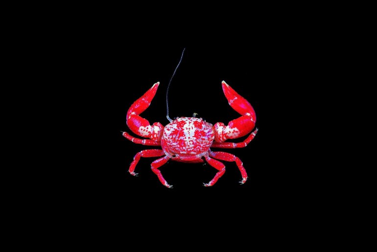 Polyonyx obesulus, Tin-Yam Chan 上傳(TaiBNET)