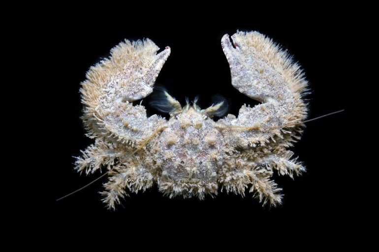 Porcellana platycheles, Ondřej Radosta