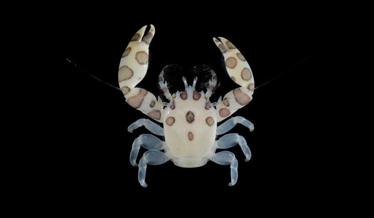 Porcellanella triloba, Arthur Anker