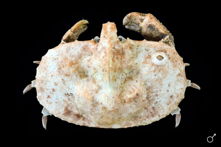 Cryptolithodes expansus, Ondřej Radosta