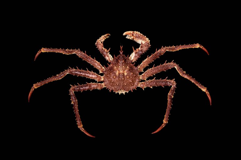 Lithodes maja, Ondřej Radosta