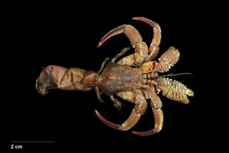 Dardanus insignis, Bruno Ogata
