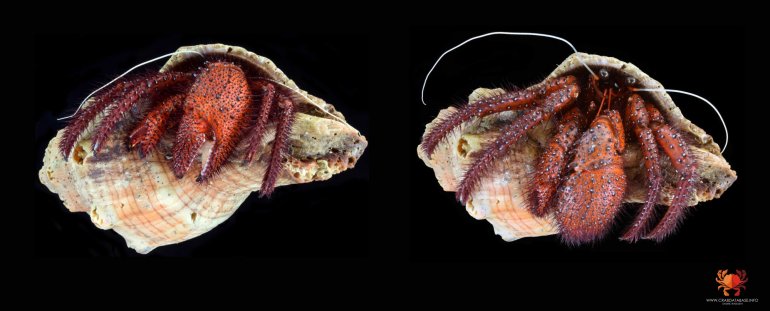 Dardanus megistos, Ondřej Radosta