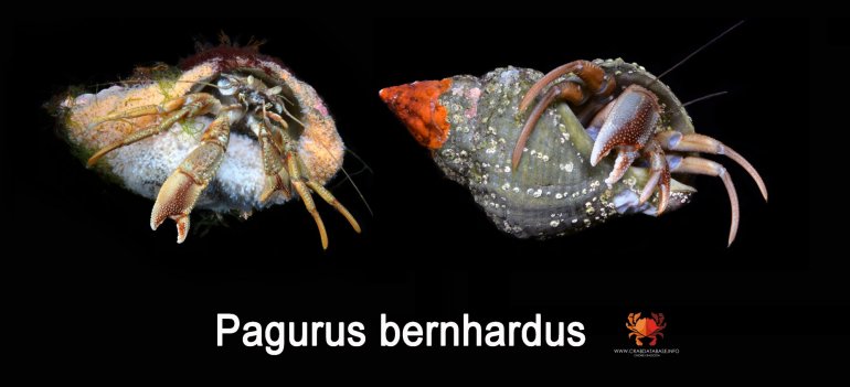 Pagurus bernhardus, Ondřej Radosta