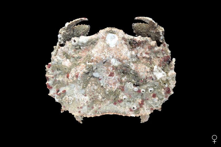 Aethra scruposa, Ondřej Radosta