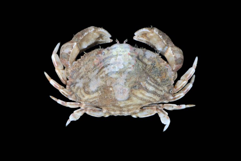 Hepatella amica, Arthur Anker